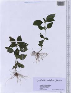 Synedrella nodiflora (L.) Gaertn., Америка (AMER) (Гренада)