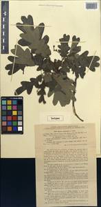 Quercus corcyrensis, Западная Европа (EUR) (Румыния)