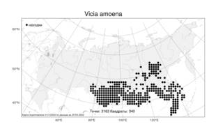 Vicia amoena, Горошек приятный Fisch. ex Ser., Атлас флоры России (FLORUS) (Россия)
