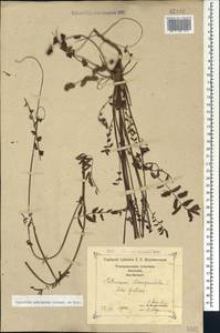 Черноголовник многобрачный (Waldst. & Kit.) Asch. & Graebn., Кавказ, Грузия (K4) (Грузия)