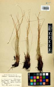 Carex myosuroides Vill., Сибирь, Прибайкалье и Забайкалье (S4) (Россия)