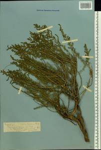 Nitrosalsola laricina (Pall.) Theodorova, Восточная Европа, Нижневолжский район (E9) (Россия)