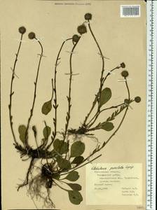 Globularia bisnagarica L., Восточная Европа, Средневолжский район (E8) (Россия)