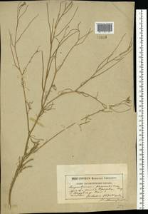 Гулявник высокий L., Восточная Европа, Центральный район (E4) (Россия)