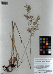 Avenula pubescens (Huds.) Dumort., Сибирь, Алтай и Саяны (S2) (Россия)