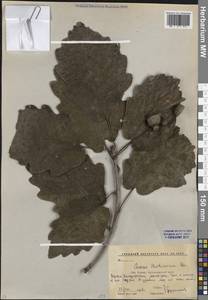 Дуб Гартвиса Steven, Кавказ, Краснодарский край и Адыгея (K1a) (Россия)