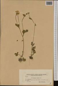 Ranunculus rumelicus Griseb., Западная Европа (EUR) (Болгария)