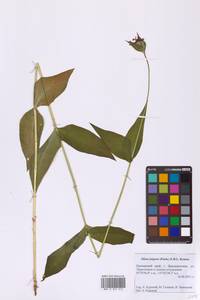 Silene banksia (Meerb.) Mabb., Сибирь, Дальний Восток (S6) (Россия)