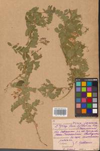 Горошек японский A.Gray, Сибирь, Дальний Восток (S6) (Россия)