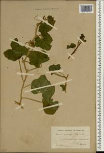 Cucumis melo subsp. melo, Зарубежная Азия (ASIA) (Ирак)