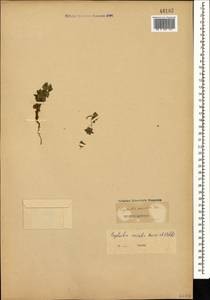 Euphorbia arvalis Boiss. & Heldr., Кавказ (без точных местонахождений) (K0)