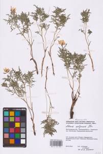 Горицвет волжский, Адонис волжский DC., Восточная Европа, Нижневолжский район (E9) (Россия)