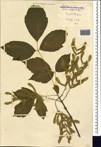 Клен ясенелистный, Клен американский L., Кавказ, Грузия (K4) (Грузия)
