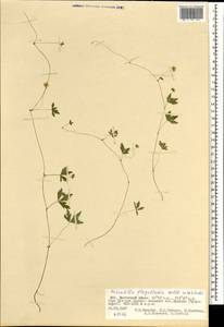 Лапчатка плетистая Willd. ex Schltdl., Монголия (MONG) (Монголия)