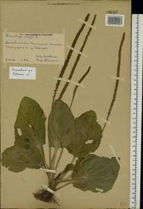 Подорожник большой L., Восточная Европа, Центральный район (E4) (Россия)