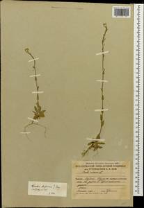 Draba thomasii W.D.J. Koch, Кавказ, Южная Осетия (K4b) (Южная Осетия)