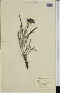 Centaurea pinnatifida subsp. pinnatifida, Западная Европа (EUR) (Румыния)