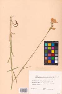 Колокольчик персиколистный L., Восточная Европа, Центральный лесостепной район (E6) (Россия)