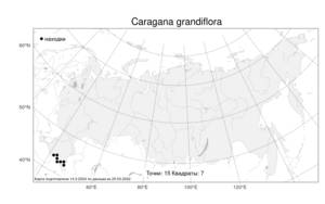 Caragana grandiflora, Карагана крупноцветковая DC., Атлас флоры России (FLORUS) (Россия)