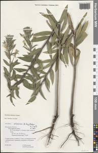 Oenothera villosa subsp. villosa, Восточная Европа, Центральный район (E4) (Россия)