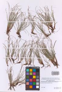 Осока приземистая Willd. ex Wahlenb., Восточная Европа, Московская область и Москва (E4a) (Россия)