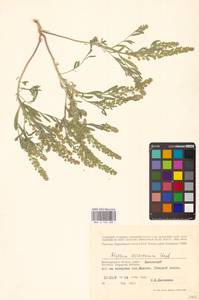 Бурачок туркестанский Regel & Schmalh. ex Regel, Восточная Европа, Нижневолжский район (E9) (Россия)