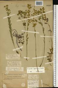 Молочай Сегье Neck., Восточная Европа, Нижневолжский район (E9) (Россия)