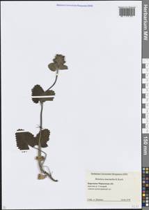 Betonica macrantha K.Koch, Кавказ, Ставропольский край, Карачаево-Черкесия, Кабардино-Балкария (K1b) (Россия)