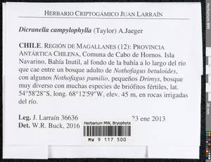 Dicranella campylophylla (Taylor) A. Jaeger, Гербарий мохообразных, Мхи - Америка (BAm) (Чили)