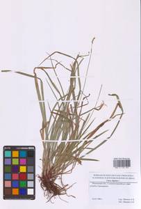 Осока пальчатая L., Восточная Европа, Московская область и Москва (E4a) (Россия)