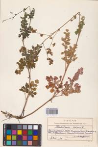 Bасилисник малый L., Восточная Европа, Восточный район (E10) (Россия)