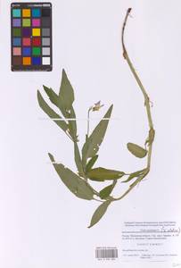 Фиалка высокая Fr., Восточная Европа, Московская область и Москва (E4a) (Россия)