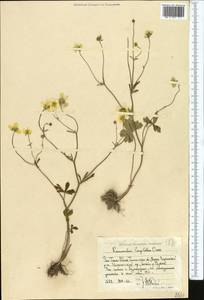 Ranunculus longilobus Ovcz., Средняя Азия и Казахстан, Западный Тянь-Шань и Каратау (M3) (Узбекистан)
