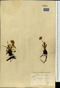 Патриния сибирская (L.) Juss., Монголия (MONG) (Монголия)