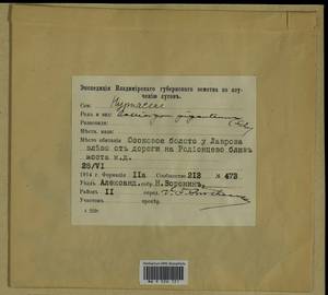 Calliergon giganteum (Schimp.) Kindb., Гербарий мохообразных, Мхи - Центральное Нечерноземье (B6) (Россия)