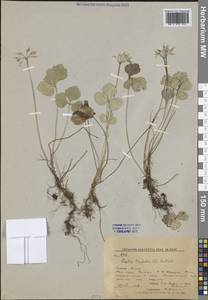 Коптис трехлистный (L.) Salisb., Сибирь, Дальний Восток (S6) (Россия)