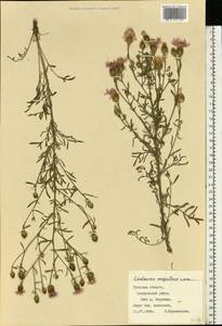 Centaurea stoebe subsp. stoebe, Восточная Европа, Центральный район (E4) (Россия)