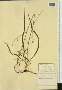 Anthericum liliago L., Западная Европа (EUR) (Неизвестно)