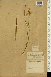 Freesia verrucosa (B.Vogel) Goldblatt & J.C.Manning, Африка (AFR) (Россия)