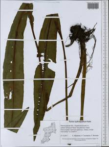 Щавель прибрежный (Scop.) Huds., Восточная Европа, Северо-Западный район (E2) (Россия)