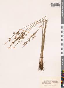 Ситник тончайший (Buchenau) V.I.Krecz. & Gontsch., Сибирь, Дальний Восток (S6) (Россия)