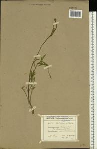 Rhaponticoides ruthenica (Lam.) M. V. Agab. & Greuter, Восточная Европа, Северо-Украинский район (E11) (Украина)
