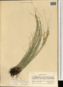 Erioscirpus comosus (Wall.) Palla, Зарубежная Азия (ASIA) (Афганистан)