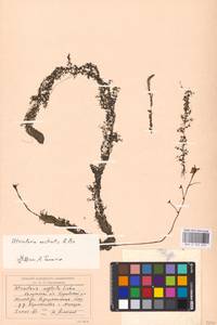 MHA 0 162 623, Utricularia ×neglecta Lehm., Восточная Европа, Центральный район (E4) (Россия)