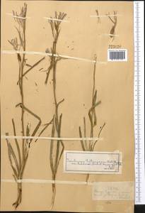 Иксиолирион татарский (Pall.) Schult. & Schult.f., Средняя Азия и Казахстан, Муюнкумы, Прибалхашье и Бетпак-Дала (M9) (Казахстан)