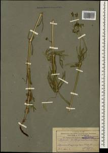 Ясменник моллюгообразный (M.Bieb.) Rchb., Кавказ, Армения (K5) (Армения)