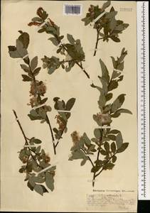 Ива жестеролистная Pall., Монголия (MONG) (Монголия)