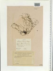 Мшанка узловатая (L.) Fenzl, Восточная Европа, Центральный лесостепной район (E6) (Россия)
