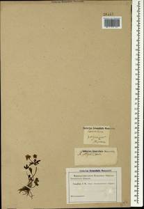 Ranunculus demissus DC., Кавказ (без точных местонахождений) (K0)