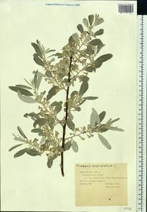 Лох узколистный, Лох обыкновенный L., Восточная Европа, Средневолжский район (E8) (Россия)